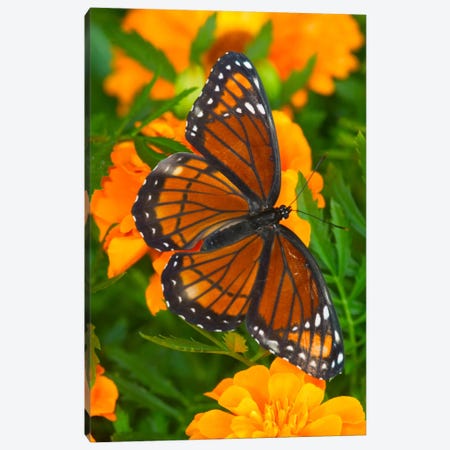 Open-Winged Viceroy In Zoom Among Marigolds Canvas Print #DGU6} by Darrell Gulin Canvas Art