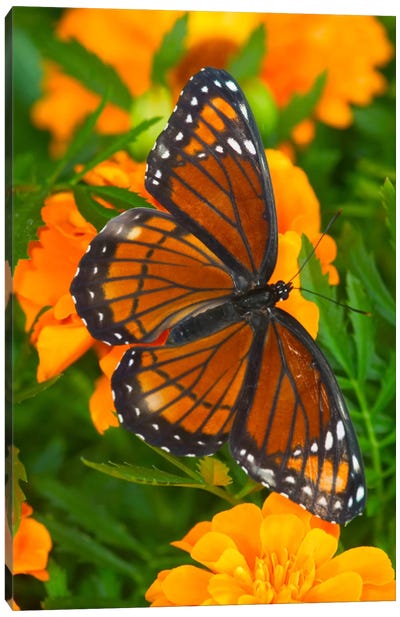 Open-Winged Viceroy In Zoom Among Marigolds Canvas Art Print - Monarch Butterflies
