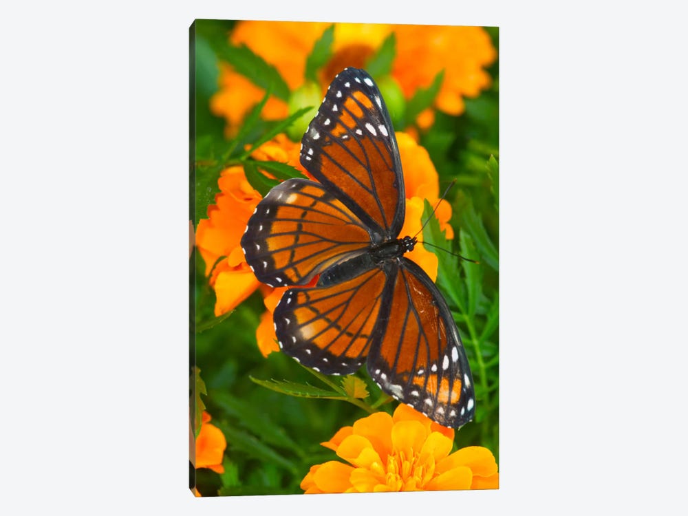 Open-Winged Viceroy In Zoom Among Marigolds by Darrell Gulin 1-piece Art Print