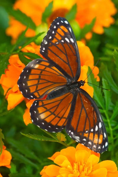 Darrell Gulin: Open-Winged Viceroy In Zoom Among Marigolds by Darrell Gulin