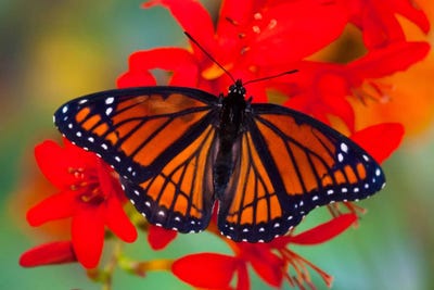 Open-Winged Viceroy In Zoom Among Crocosmias (Lucifers) by Darrell Gulin framed wall art