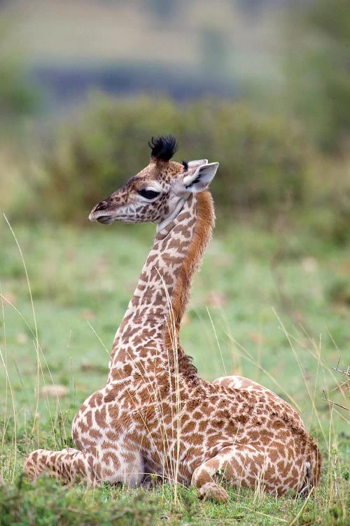 Young Masai Giraffe Resting, Masai Mara National Reserve, Kenya