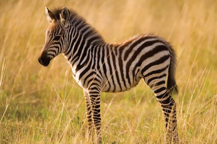 Young Plains Zebra In Grass, Masai Mara National Reserve, Kenya