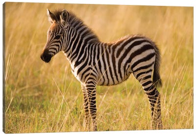 Young Plains Zebra In Grass, Masai Mara National Reserve, Kenya Canvas Art Print - Maasai Mara National Reserve