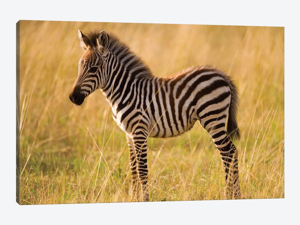 Young Plains Zebra In Grass, Masai Mara National Reserve, Kenya by Darrell Gulin 1-piece Canvas Art
