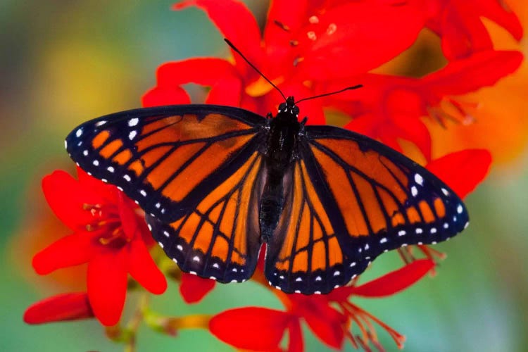 Open-Winged Viceroy In Zoom Among Crocosmias (Lucifers)