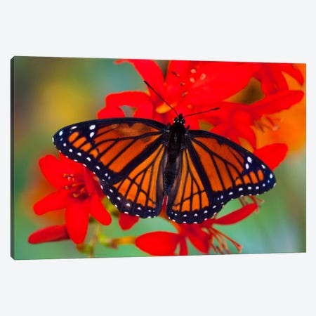 Open-Winged Viceroy In Zoom Among Crocosmias (Lucifers) Canvas Print #DGU7} by Darrell Gulin Canvas Wall Art