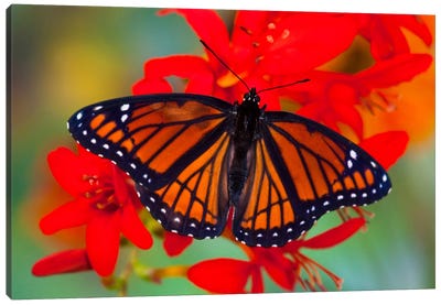 Open-Winged Viceroy In Zoom Among Crocosmias (Lucifers) Canvas Art Print