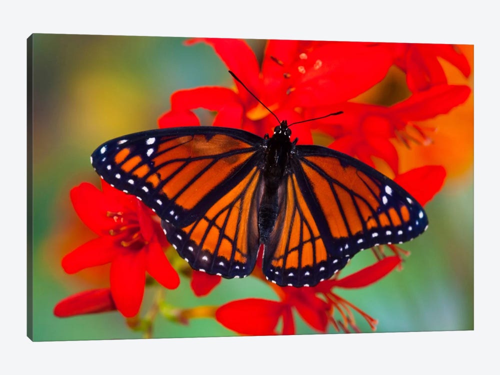 Open-Winged Viceroy In Zoom Among Crocosmias (Lucifers) by Darrell Gulin 1-piece Canvas Artwork