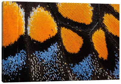 Butterfly Wing Macro-Photography I Canvas Art Print - Wings Art