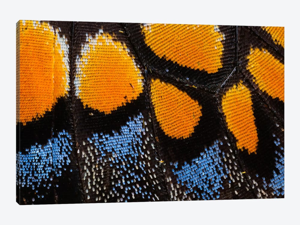 Butterfly Wing Macro-Photography I by Darrell Gulin 1-piece Art Print
