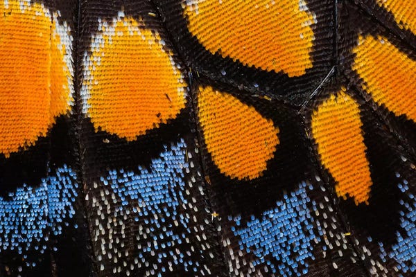 Butterfly Wing Macro-Photography I