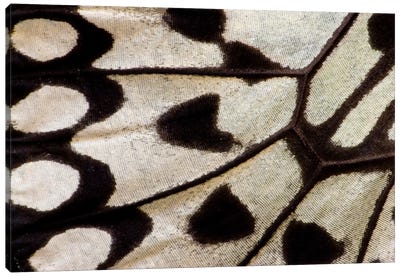 Butterfly Wing Macro-Photography II Canvas Art Print