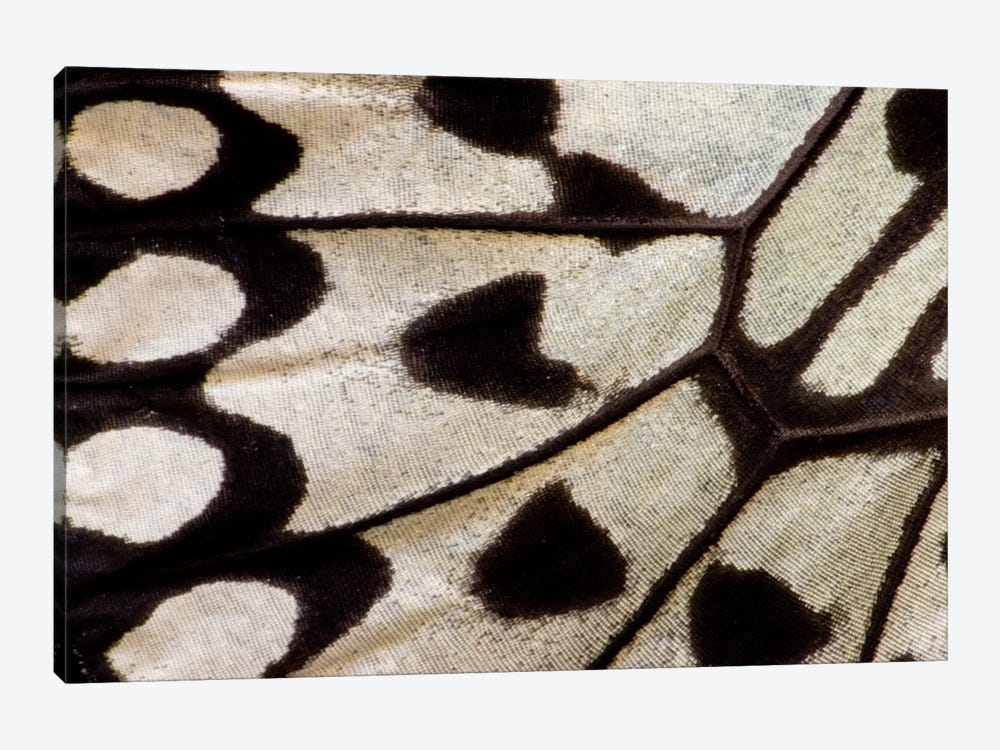 Butterfly Wing Macro-Photography II 1-piece Canvas Artwork