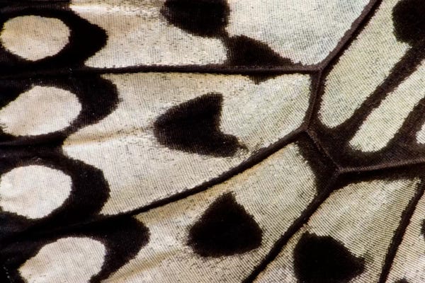 Abstracts In Nature: Butterfly Wing Macro-Photography II by Darrell Gulin