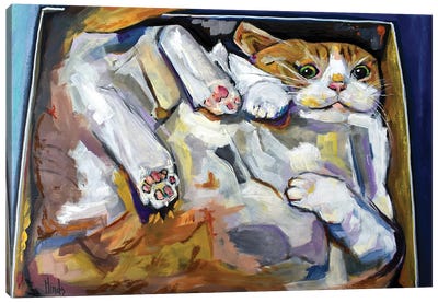 Cat In A Box Canvas Art Print - David Hinds