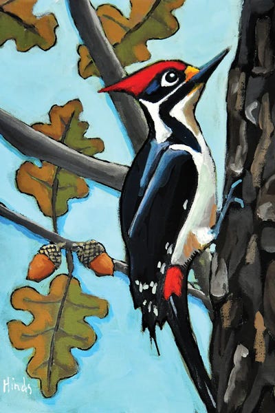 Colorful Pileated Woodpecker On An Oak Tree Trunk