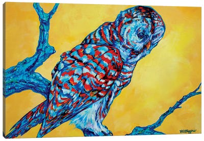 Barred Owl Canvas Art Print - Derrick Higgins 