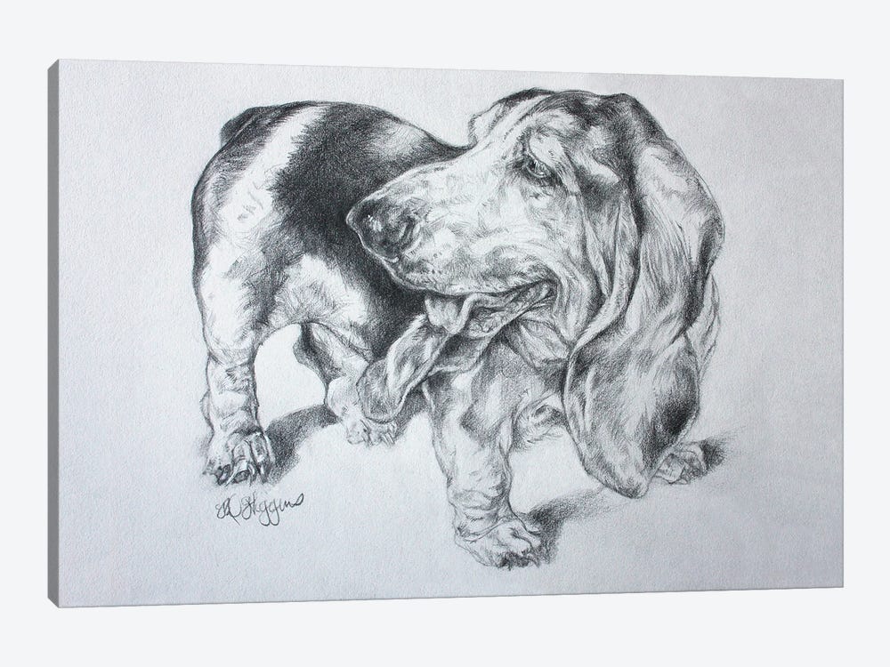 gray basset hound