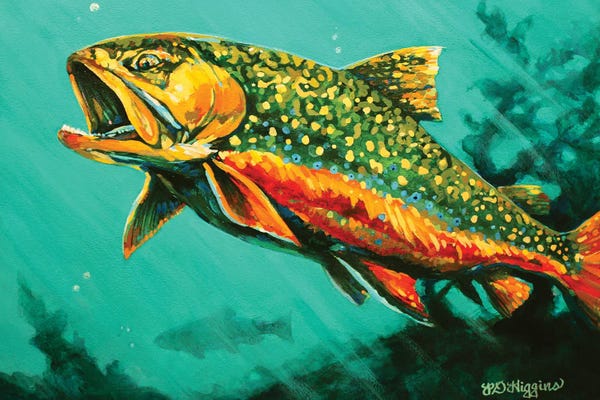 Trout: Brook Trout by Derrick Higgins
