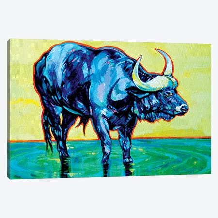 Kruger Cape Buffalo Canvas Print #DHG35} by Derrick Higgins Canvas Print
