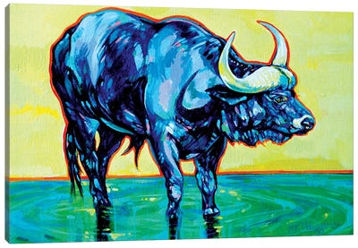 Kruger Cape Buffalo Canvas Art Print - Derrick Higgins 