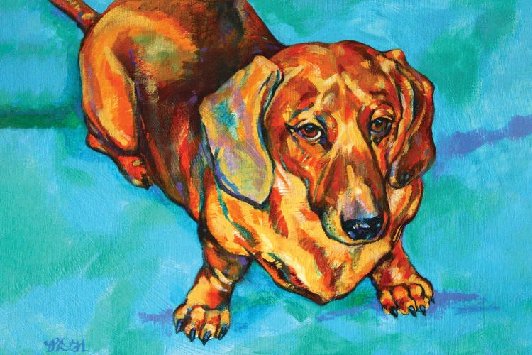 Dachshund