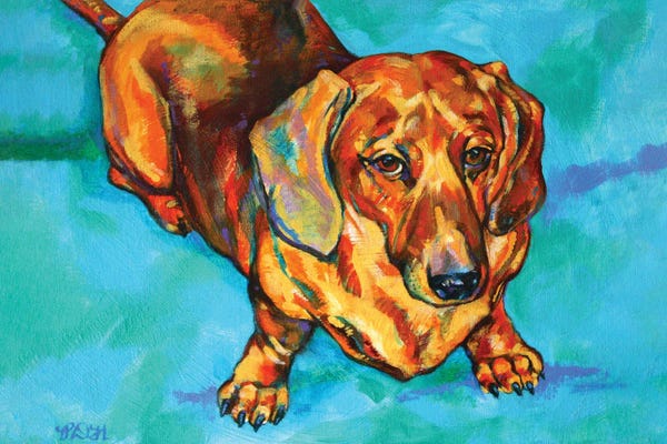 Dachshunds: Dachshund by Derrick Higgins