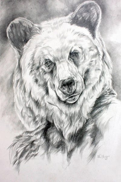 Grizzly Sketch
