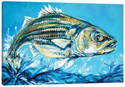 Jumping Jack Bass (Striper) Canvas Art Print - Bass