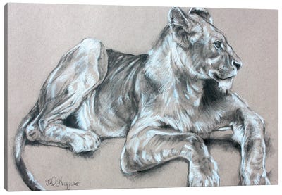 Kapama Lion Cub Canvas Art Print - Derrick Higgins 