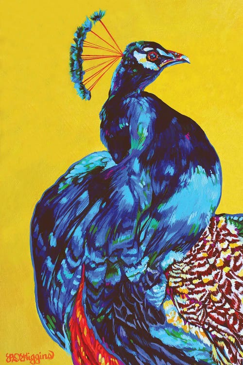 Peacock by Derrick Higgins wall art