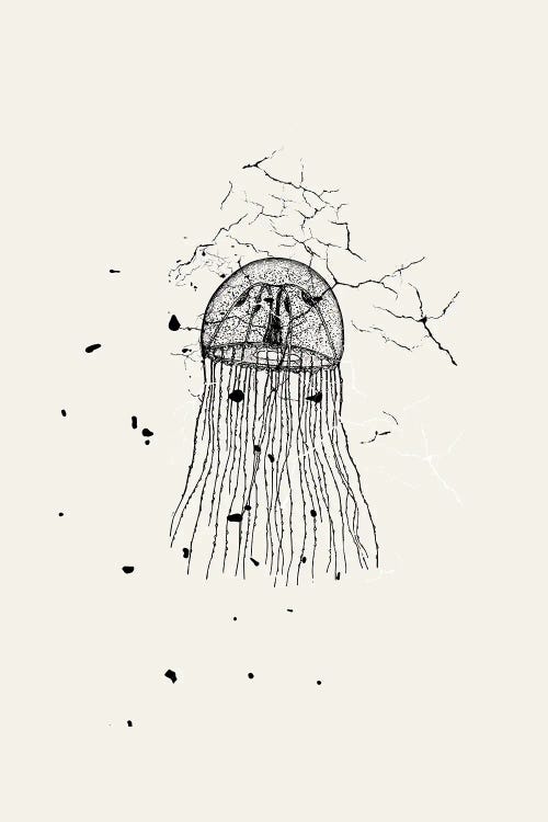 Marbled Jellyfish