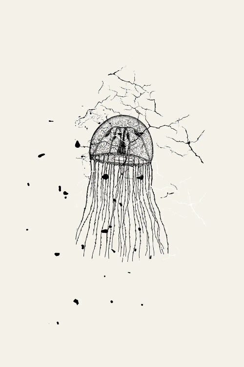 Marbled Jellyfish