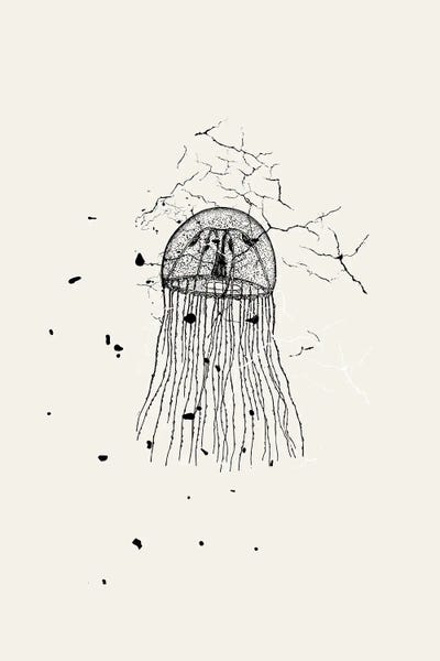 Jellyfish: Marbled Jellyfish by Page Turner