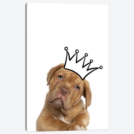 Cute Puppy With Crown Mastiff Dog Canvas Print #DHV23} by Design Harvest Canvas Art