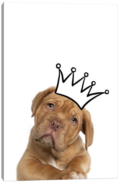 Cute Puppy With Crown Mastiff Dog Canvas Art Print - Princes & Princesses