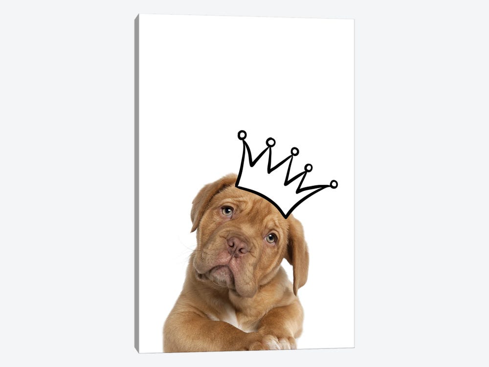 Cute Puppy With Crown Mastiff Dog by Page Turner 1-piece Canvas Art