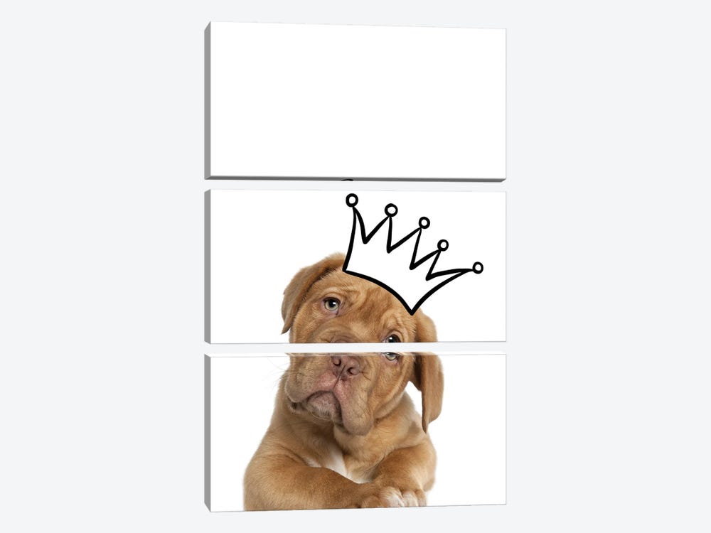 Cute Puppy With Crown Mastiff Dog by Page Turner 3-piece Canvas Artwork