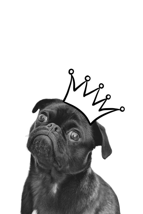 Cute Puppy With Crown Pug Dog by Page Turner wall art
