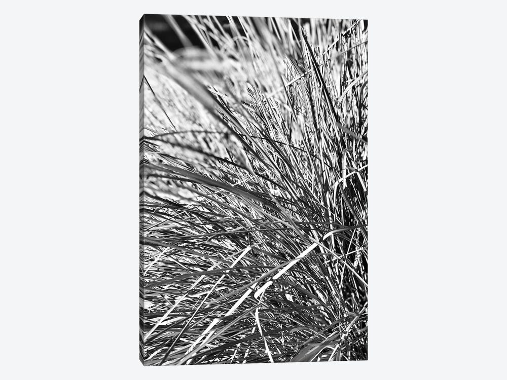 Abstract Photography Black And White Plant Leaves by Design Harvest 1-piece Canvas Art