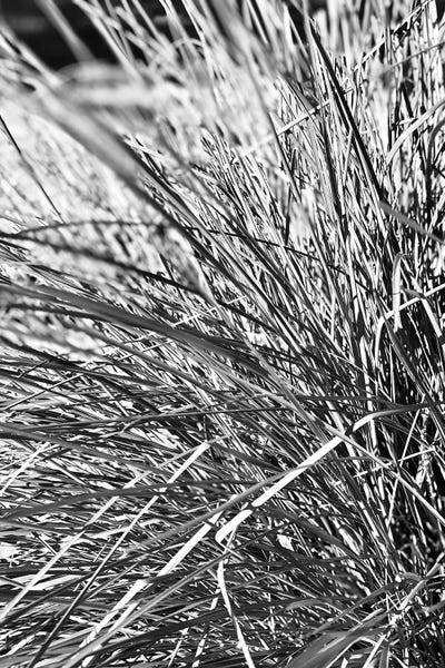 Grasses: Abstract Photography Black And White Plant Leaves by Page Turner