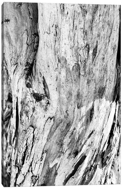 Abstract Photography Black And White Tree Bark Canvas Art Print - Page Turner