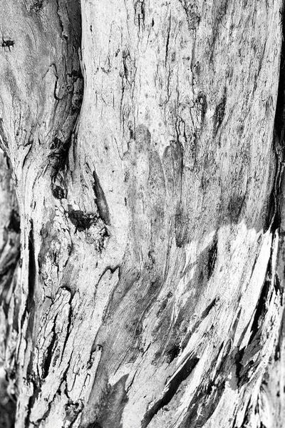 Natural Elements: Abstract Photography Black And White Tree Bark by Page Turner