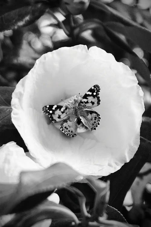 Flower With Butterfly Black And White Photography