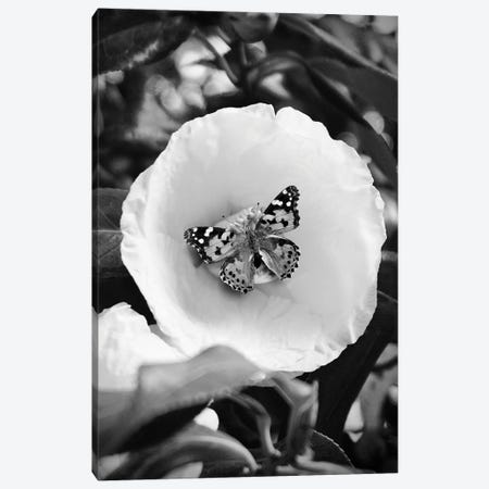 Flower With Butterfly Black And White Photography Canvas Print #DHV268} by Design Harvest Art Print