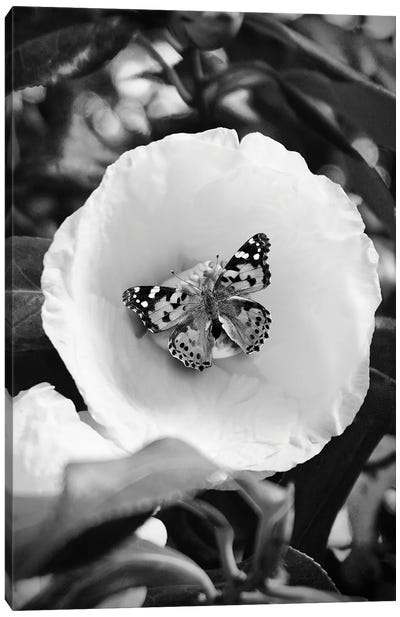 Flower With Butterfly Black And White Photography Canvas Art Print - Design Harvest