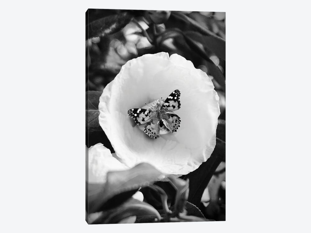 Flower With Butterfly Black And White Photography by Page Turner 1-piece Canvas Artwork