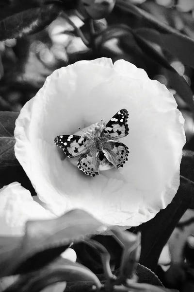 Black & White Florals: Flower With Butterfly Black And White Photography by Page Turner