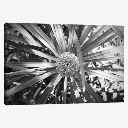 Fern With Cluster Of Flowers Black And White Photography Canvas Print #DHV269} by Design Harvest Canvas Print